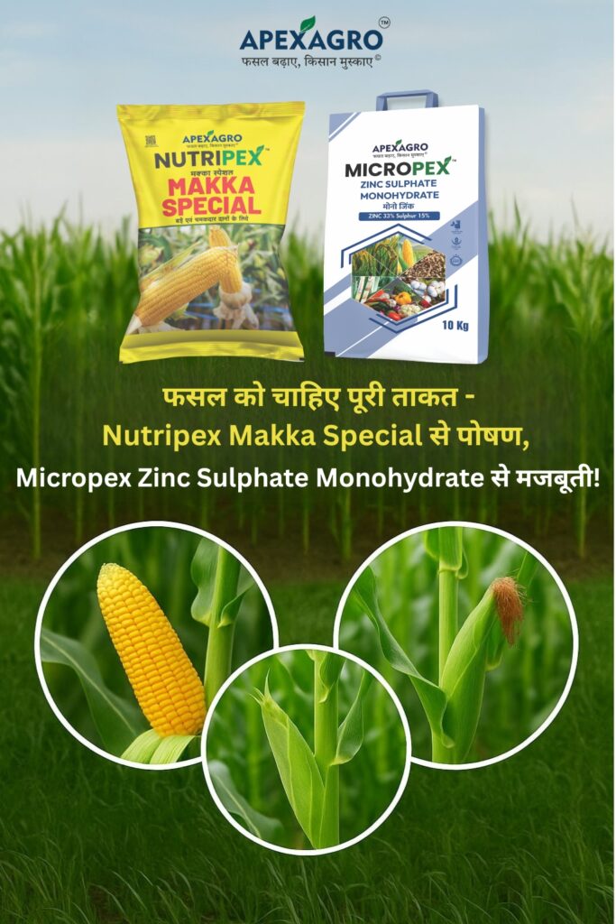 मक्का के लिए सबसे अच्छा ज़िंक खाद